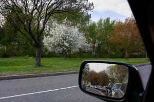 Flowering tree amidst traffic
