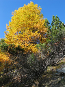 Larch